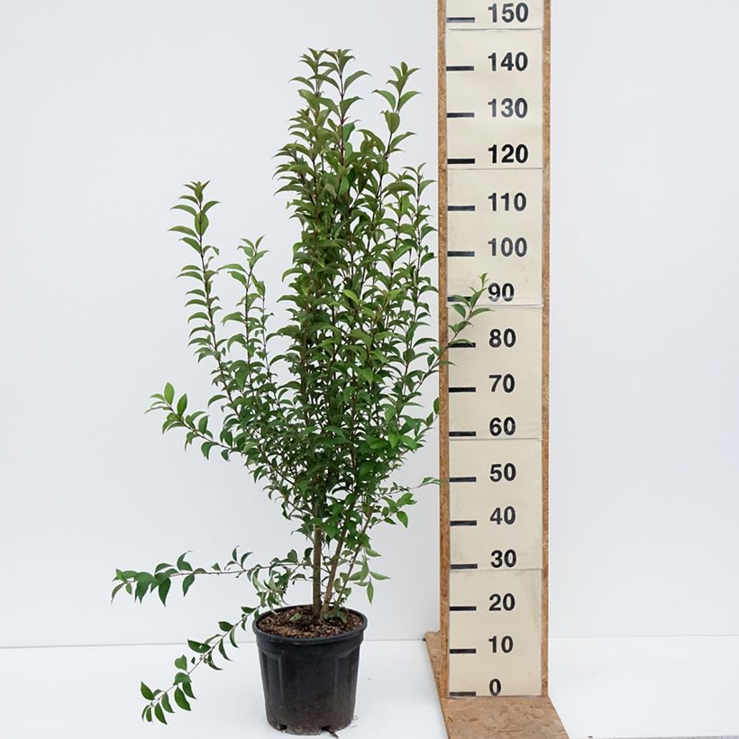 Esemplare di Ligustrum japonicum - Ligustro giapponese Vaso da 7,5L/10L come consegnato in autunno
