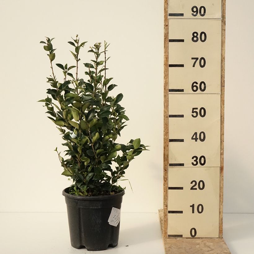 Troène du Texas - Ligustrum japonicum Texanum Pot de 7,5L/10L esemplare consegnato in inverno