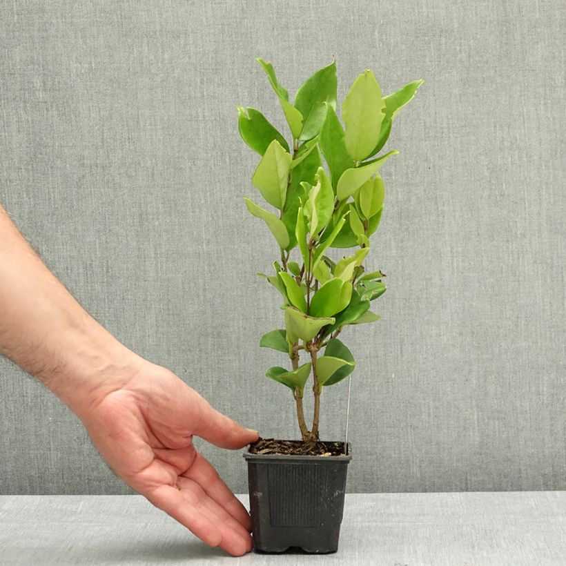 Ligustrum japonicum Texanum - Ligustro giapponese Vasetto da 8/9 cm esemplare consegnato in primavera