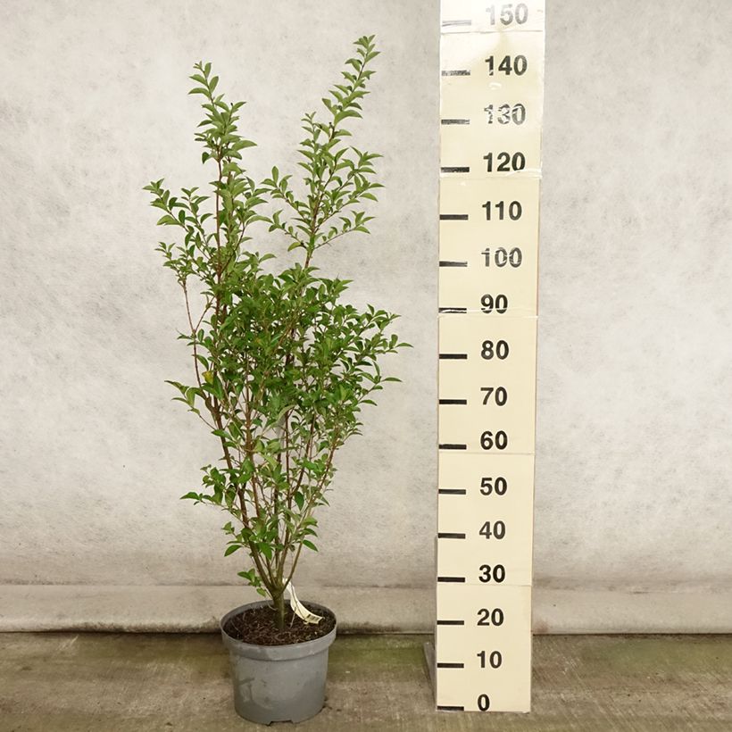 Esemplare di Ligustro a foglie ovali - Ligustrum ovalifolium Vaso da 7,5L/10L consegnato in estate