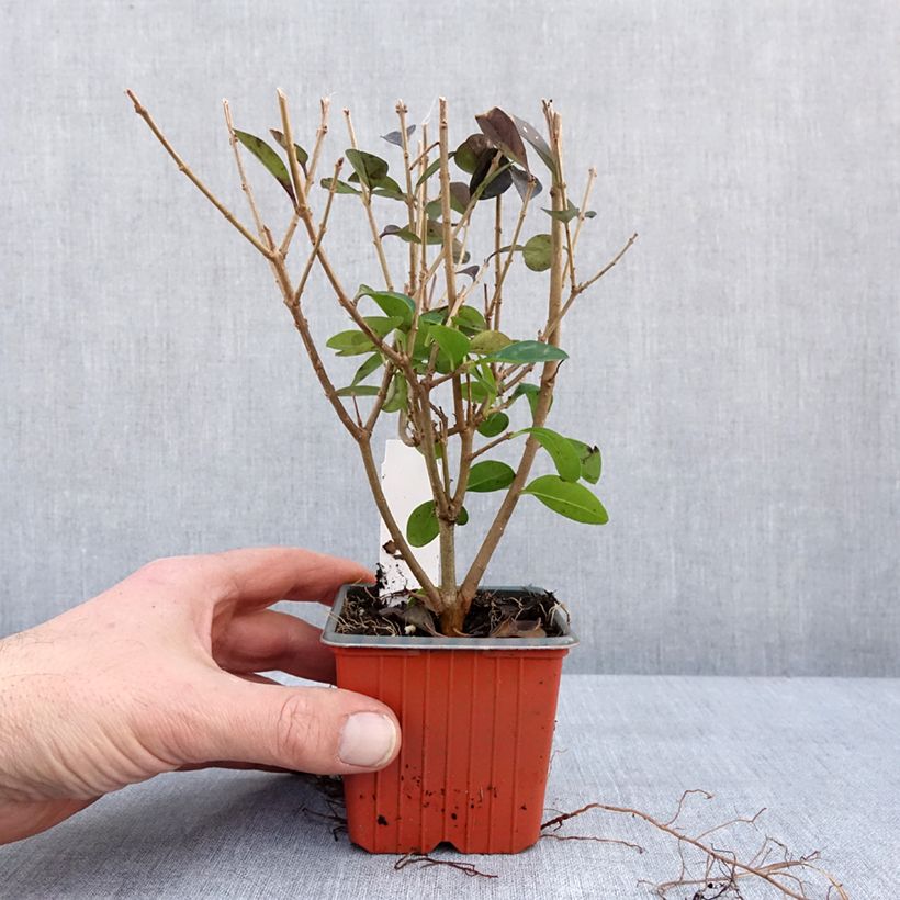 Troène - Ligustrum ovalifolium Godet de 8/9 cm esemplare consegnato in inverno