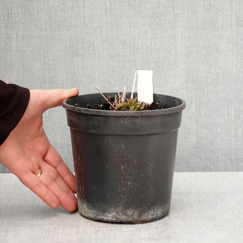 Example of Trollius chinensis Golden Queen Vaso da 2L/3L as you get in printemps