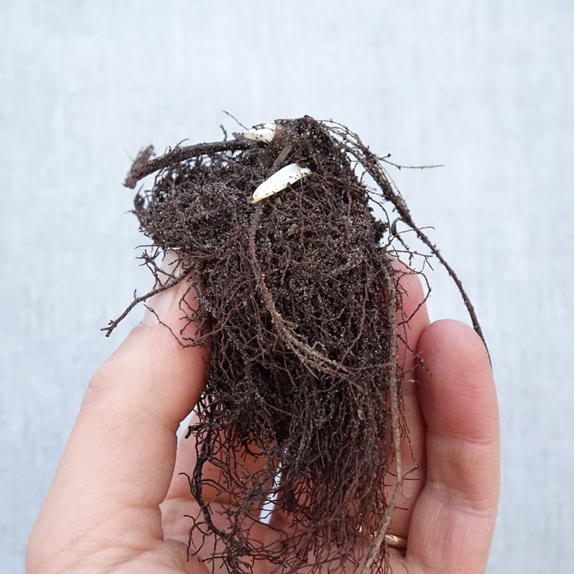 Example of Trollius chinensis Golden Queen Piante piccole a radice nuda as you get in hiver