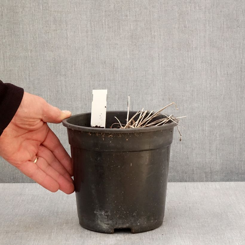 Example of Trollius Cheddar Vaso da 2L/3L as you get in printemps