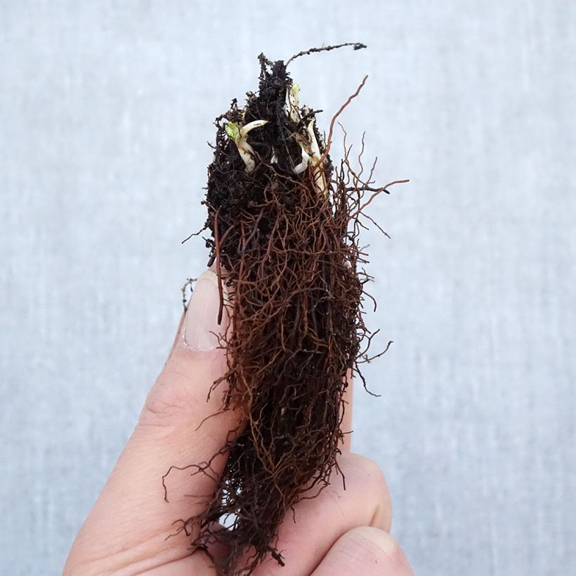 Example of Trollius Cheddar Piante piccole a radice nuda as you get in hiver