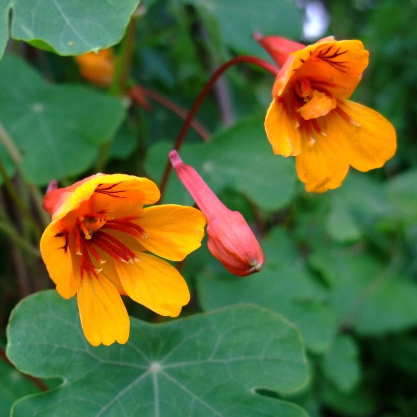 Tropaeolum tuberosum var. lineamaculatum Ken Aslet (Fioritura)