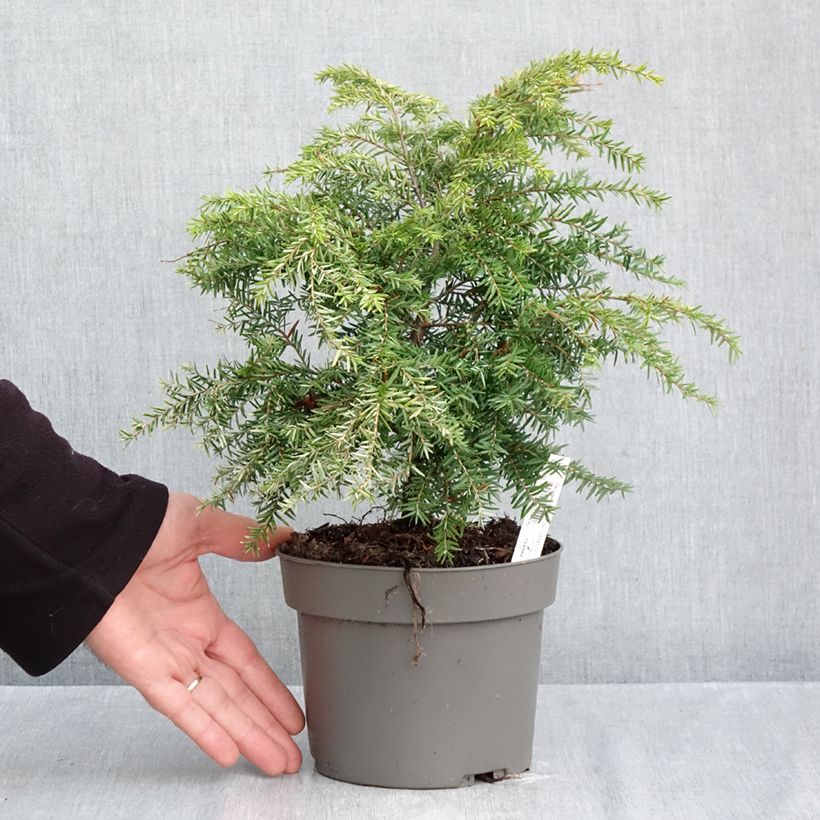 Esemplare di Tsuga canadensis Jeddeloh Vaso da 2L/3L come consegnato in autunno