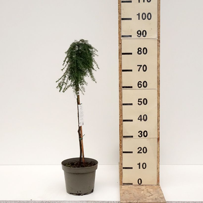 Tsuga heterophylla Thorssen's Weeper - Pruche de l'Ouest Pot de 4L/5L, Tige, Tige de 60 cm esemplare consegnato in inverno