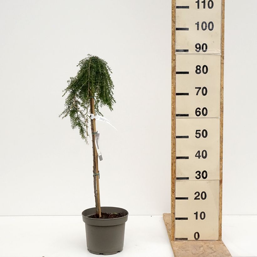 Example of Tsuga heterophylla Thorssen's Weeper Vaso da 4L/5L, Vaso impalcato as you get in printemps
