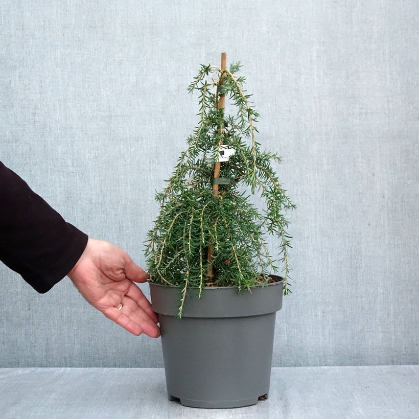 Esemplare di Tsuga heterophylla Thorssen's Weeper Vaso da 4L/5L, Vaso impalcato come consegnato in autunno