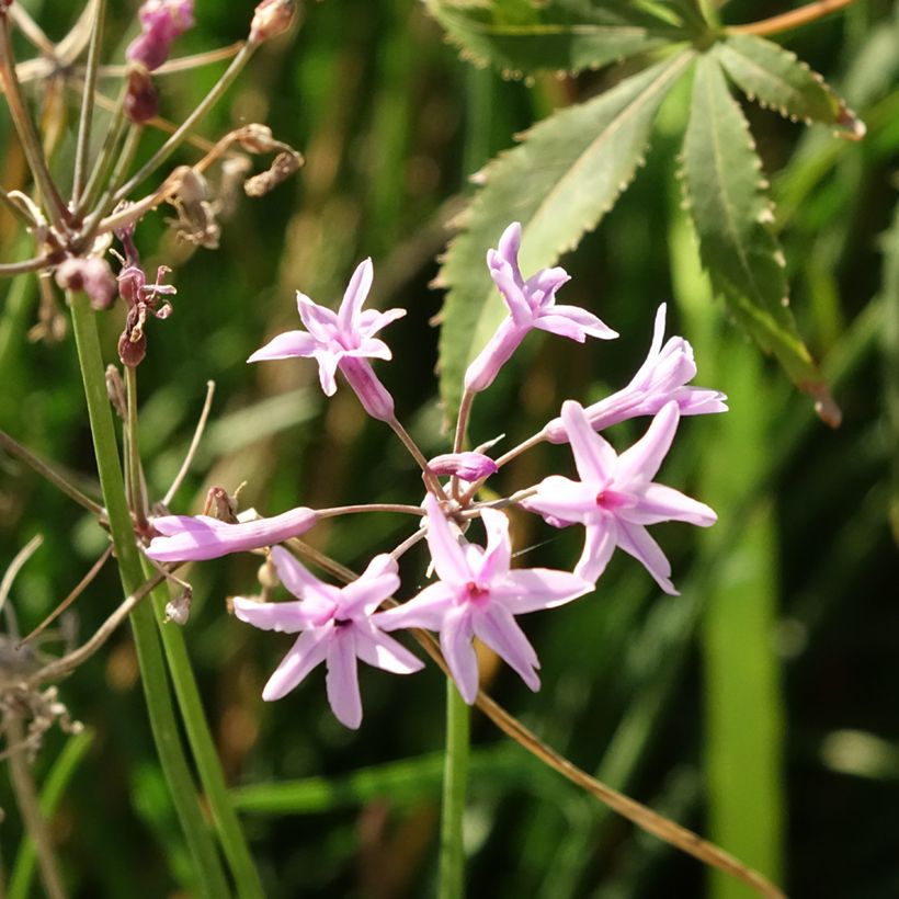 Tulbaghia violacea Dark Star (Fioritura)