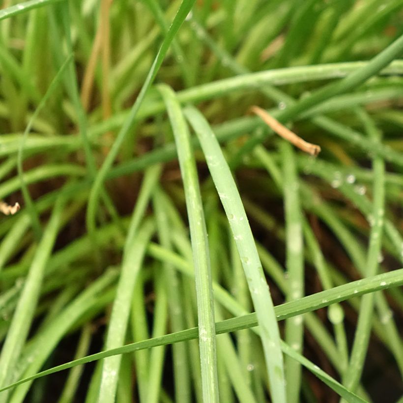 Tulbaghia Fairy Star (Fogliame)