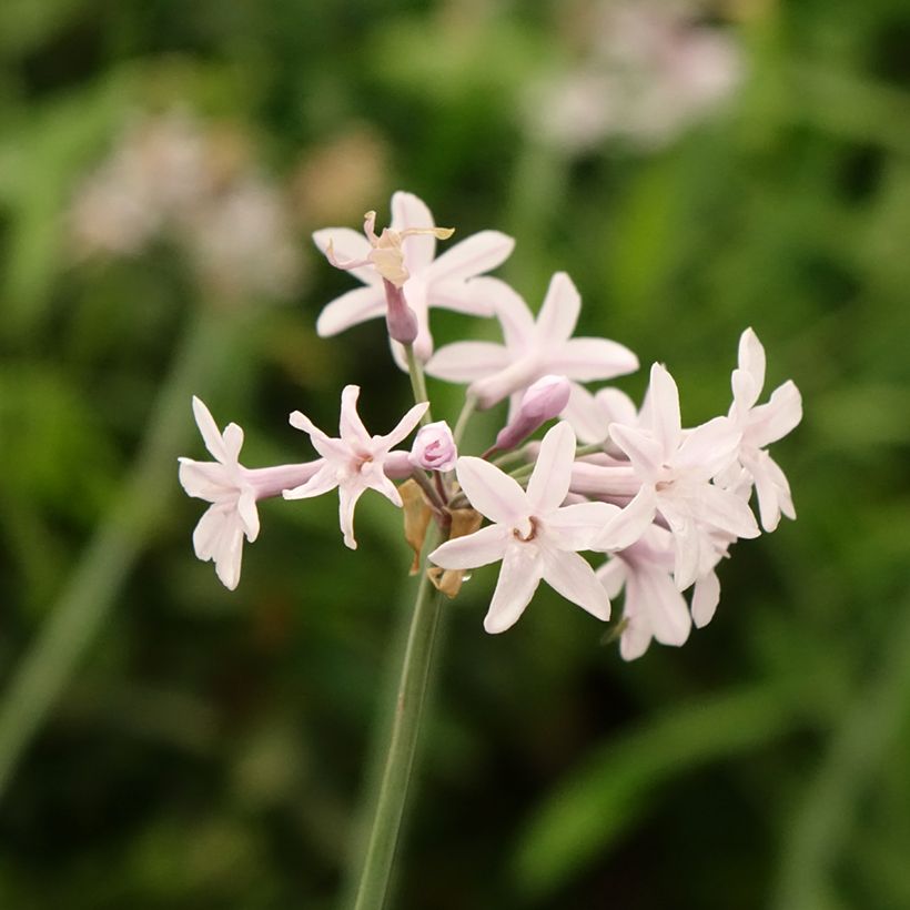 Tulbaghia Fairy Star (Fioritura)