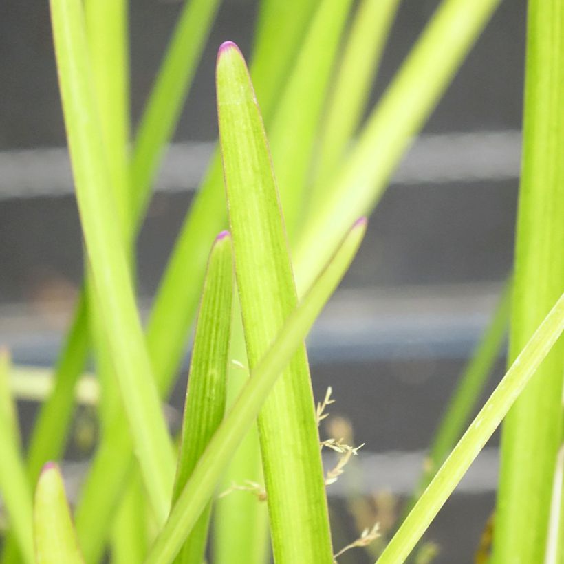 Tulbaghia violacea Flamingo (Fogliame)