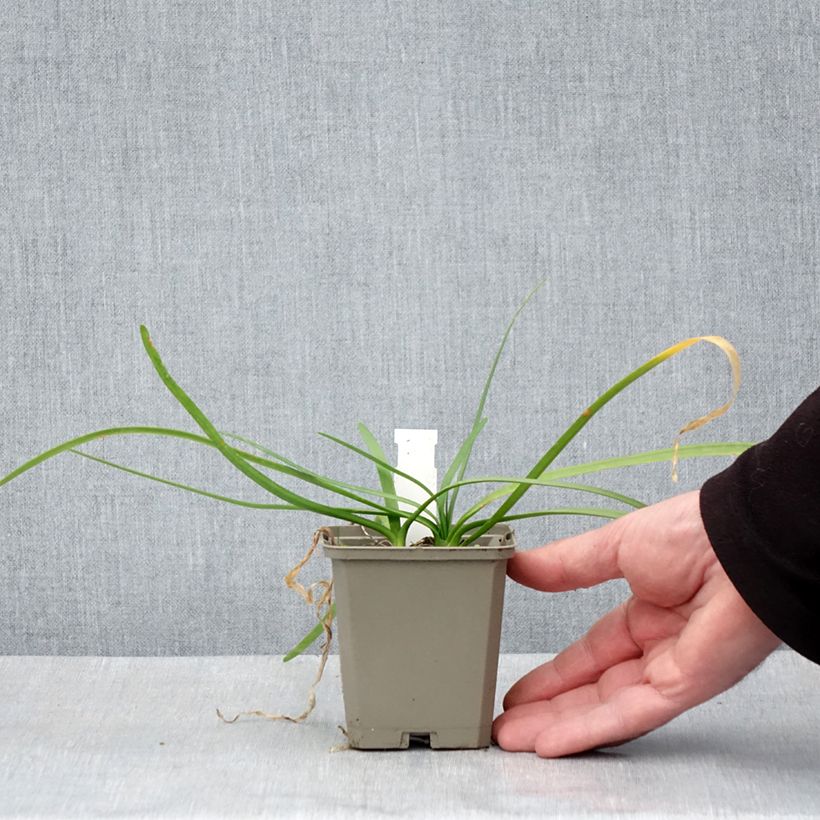 Tulbaghia violacea var. maritima Savannah Lightning Vasetto da 8/9 cm esemplare consegnato in primavera