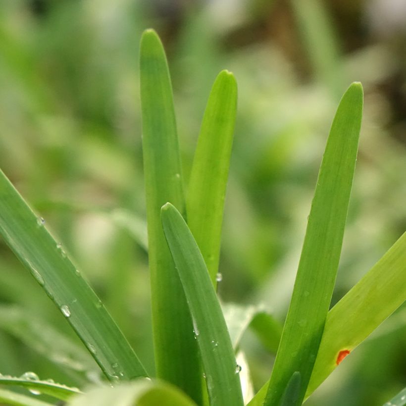 Tulbaghia violacea var. maritima Savannah Lightning (Fogliame)