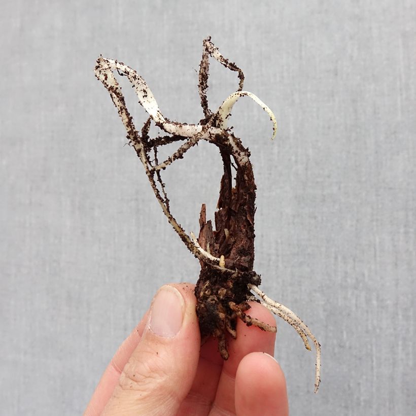 Example of Tulbaghia violacea Silver Lace Bulbo taglia I as you get in printemps