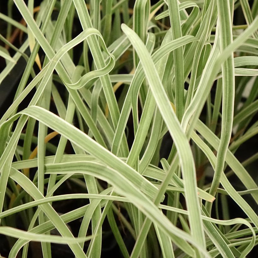 Tulbaghia violacea Silver Lace (Foliage)