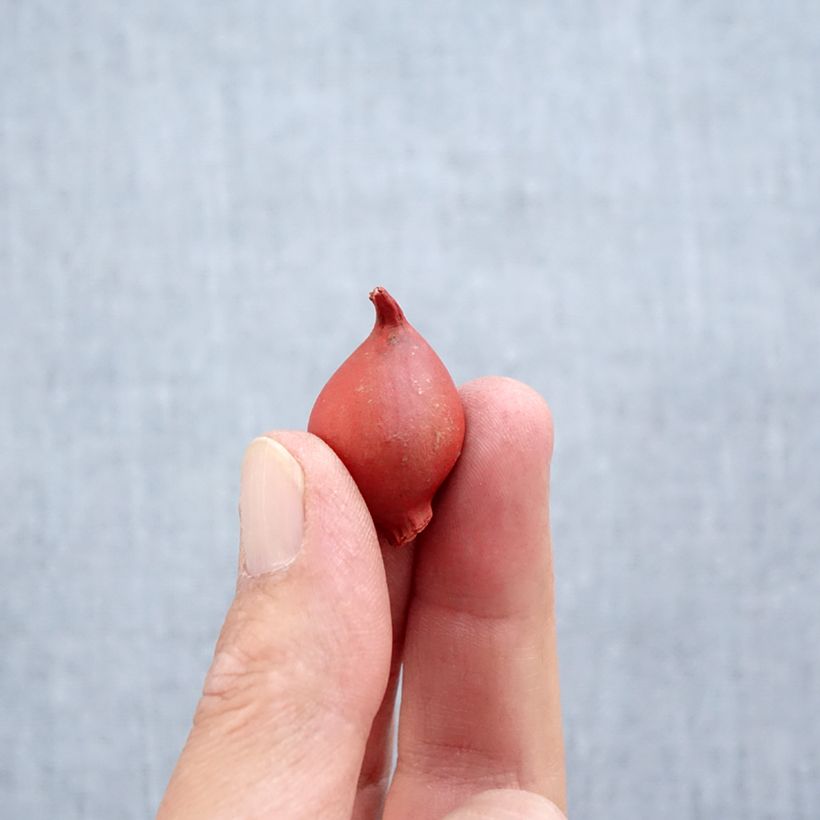 Esemplare di Tulipano clusiana Annika Bulbo taglia 6+ come consegnato in autunno