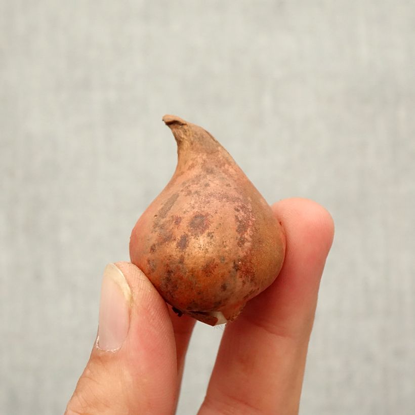 Esemplare di Tulipano eichleri - Tulipano botanico Bulbo taglia 10+ come consegnato in autunno