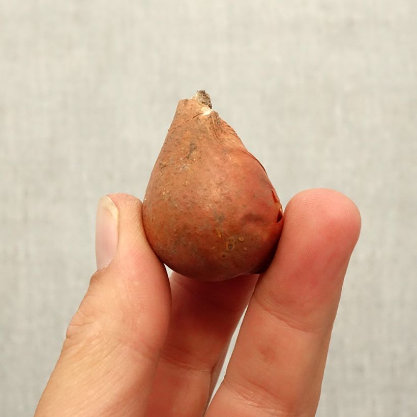 Esemplare di Tulipano greigii Mary Ann Bulbo taglia 12 come consegnato in autunno