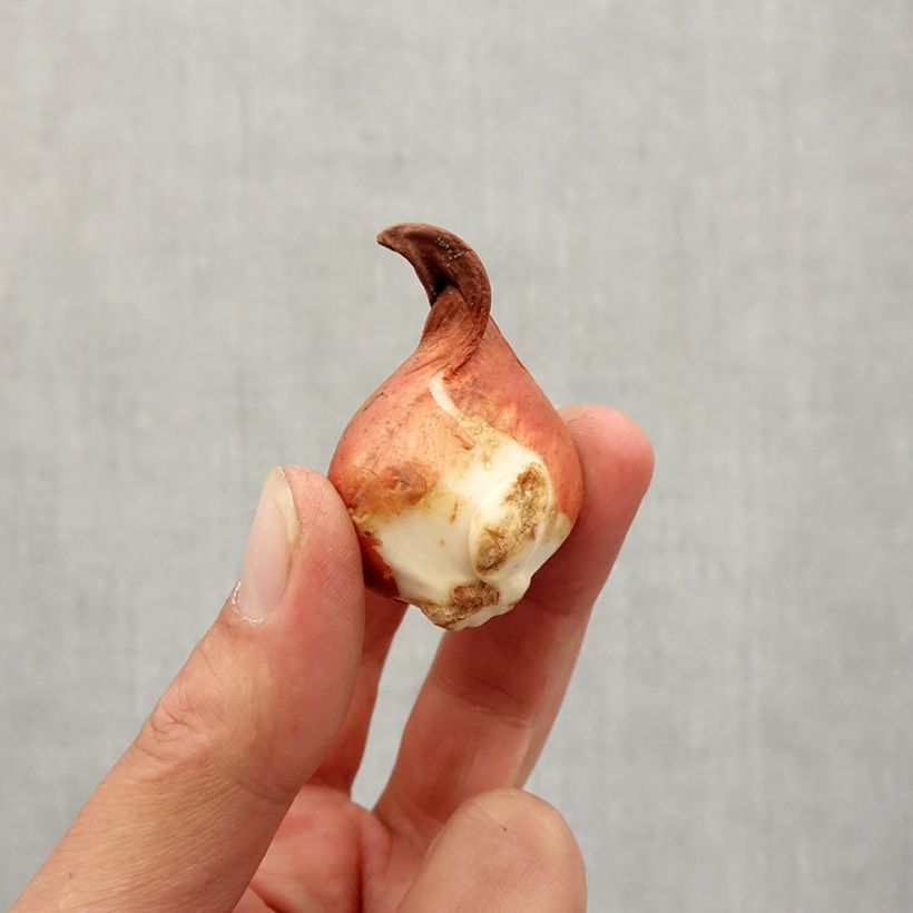 Esemplare di Tulipano greigii Rob Verlinden Bulbo taglia 11+ come consegnato in autunno