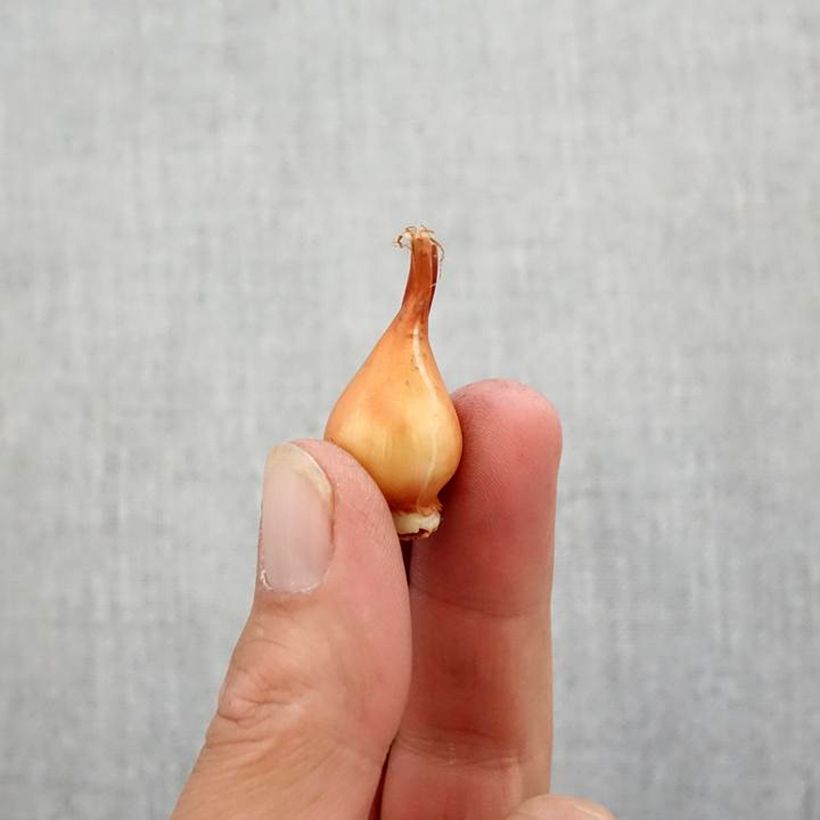 Esemplare di Tulipano hageri - Tulipano selvatico Bulbo taglia 5+ come consegnato in autunno