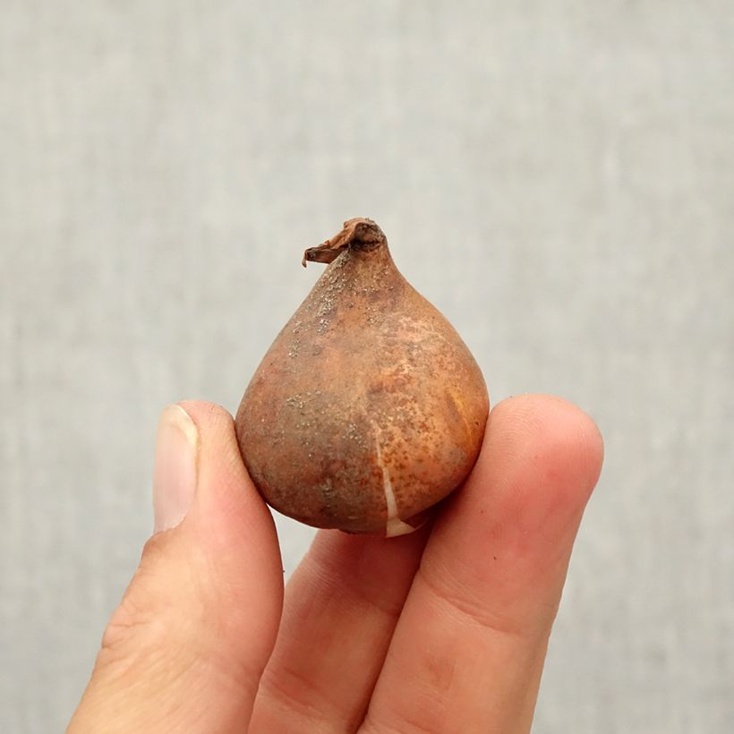 Esemplare di Tulipano kaufmanniana Fashion Bulbo taglia 10/12 come consegnato in autunno