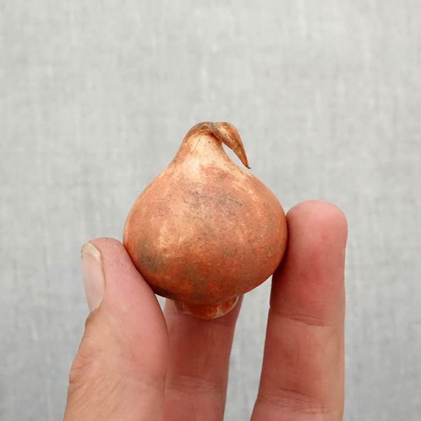 Esemplare di Tulipano kaufmanniana Heart's Delight Bulbo taglia 12 come consegnato in autunno