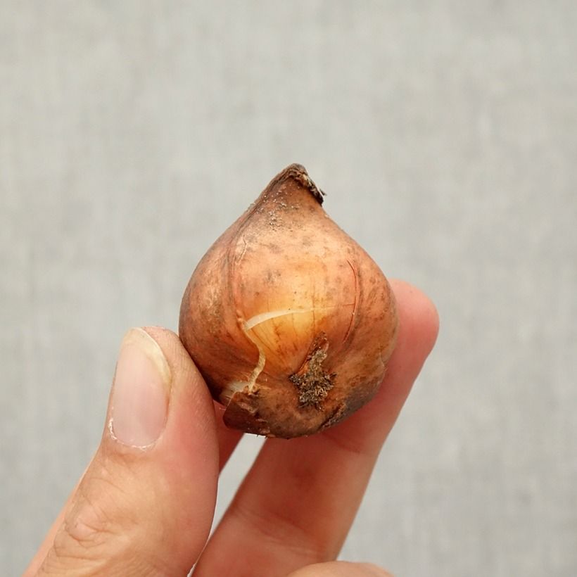 Esemplare di Tulipano kaufmanniana Shakespeare Bulbo taglia 10/12 come consegnato in autunno