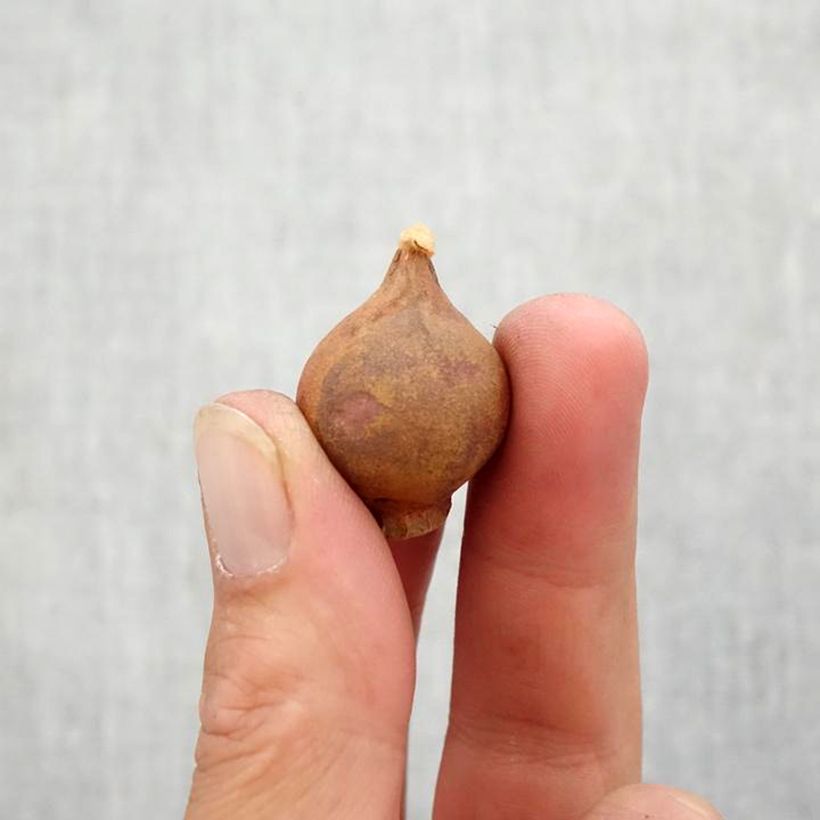 Esemplare di Tulipano kolpakowskiana Bulbo taglia 6+ come consegnato in autunno