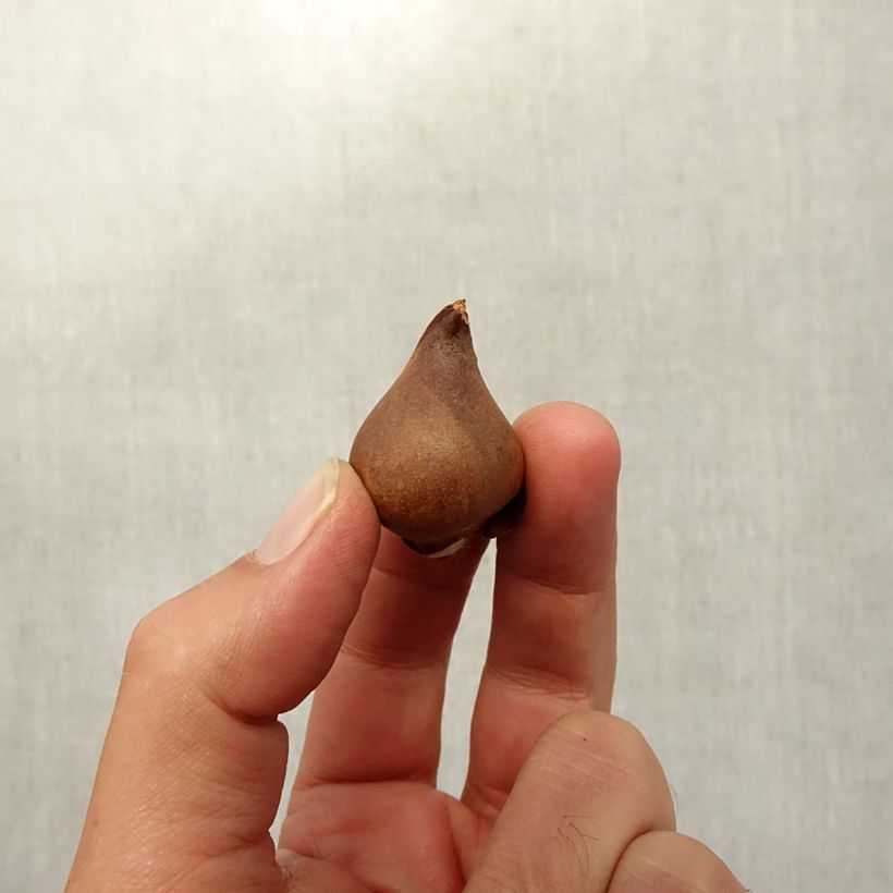 Esemplare di Tulipano praestans Shogun - Tulipano botanico Bulbo taglia 8+ come consegnato in autunno