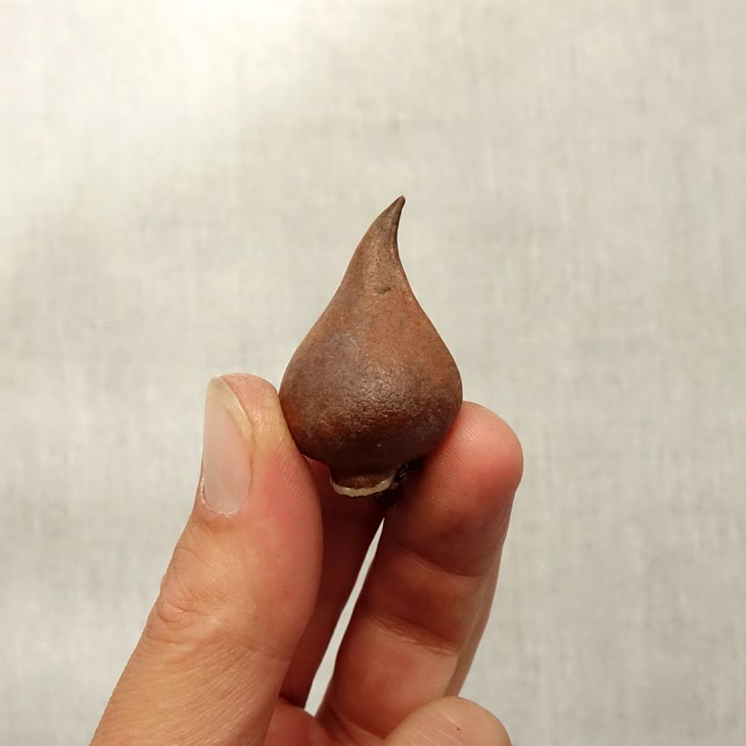 Esemplare di Tulipano sprengeri - Tulipano selvatico Bulbo taglia 8+ come consegnato in autunno