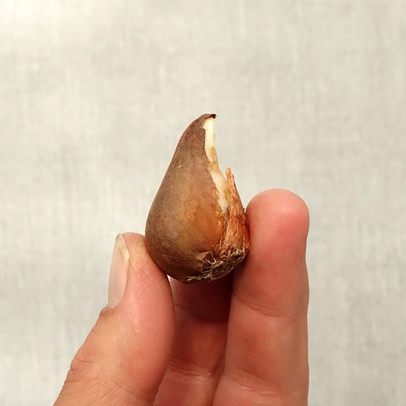 Esemplare di Tulipano urumiensis - Tulipano botanico Bulbo taglia 8+ come consegnato in autunno