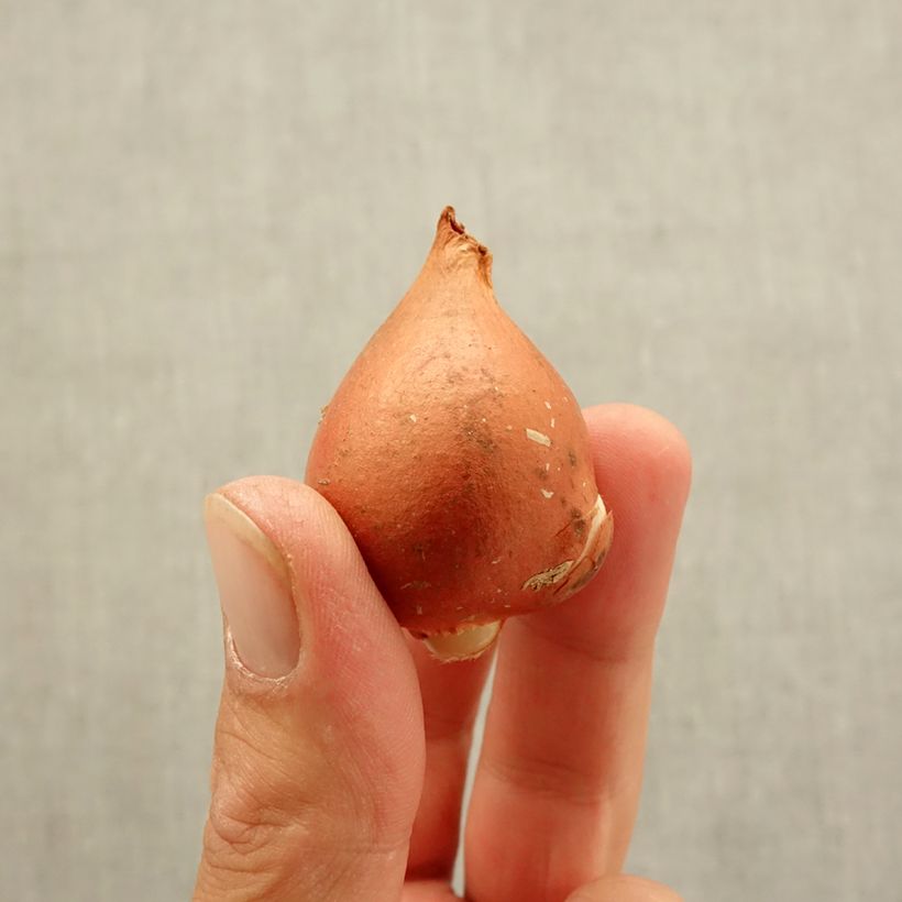 Example of Tulipano Darwin Beauty of Spring Bulbo taglia 12 as you get in automne