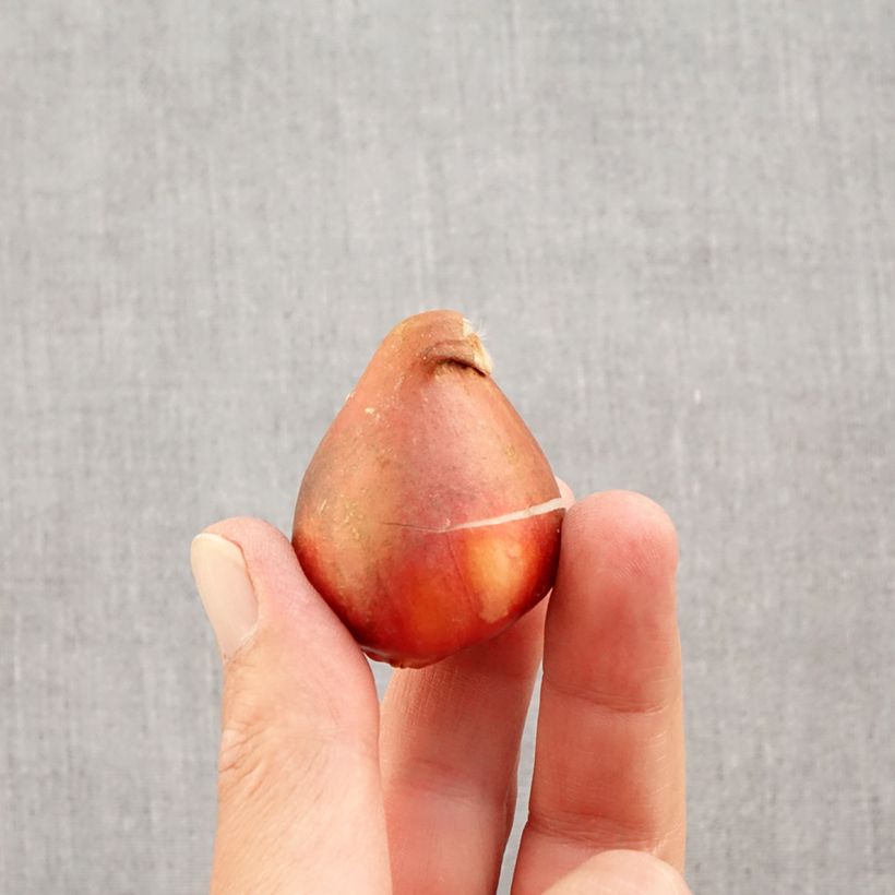 Example of Tulipano Darwin Golden Apeldoorn Bulbo taglia 12+ as you get in automne