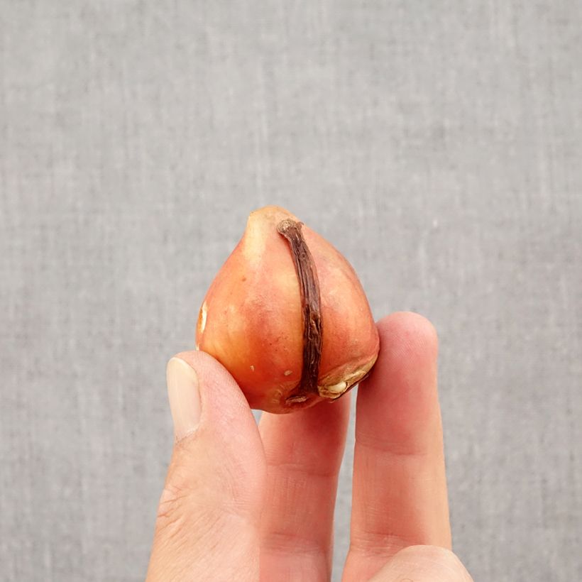 Esemplare di Tulipano Darwin Silverstream Bulbo taglia 12+ come consegnato in autunno