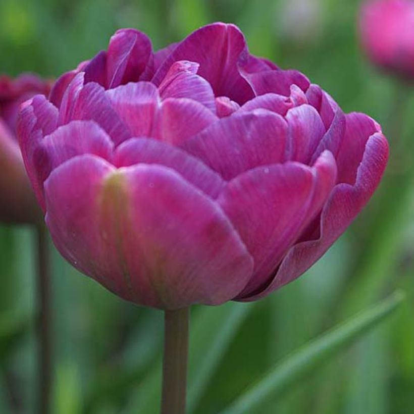 Tulipano Diamant Bleu (Flowering)