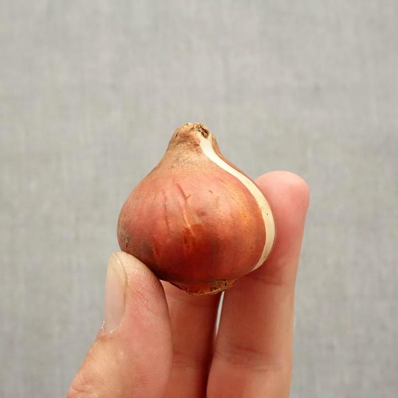 Esemplare di Tulipano Alison Bradley Bulbo taglia 11+ come consegnato in autunno