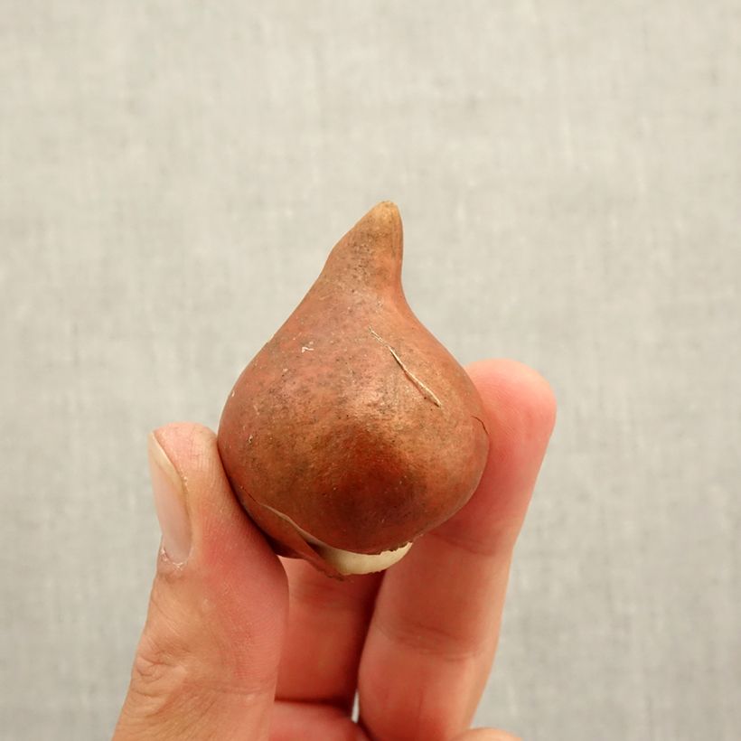 Esemplare di Tulipano Amazing Grace Bulbo taglia 12+ come consegnato in autunno