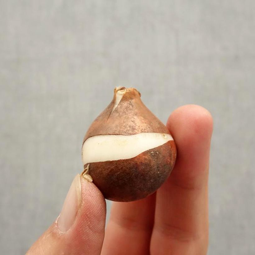 Esemplare di Tulipano Cilesta Bulbo taglia 11+ come consegnato in autunno