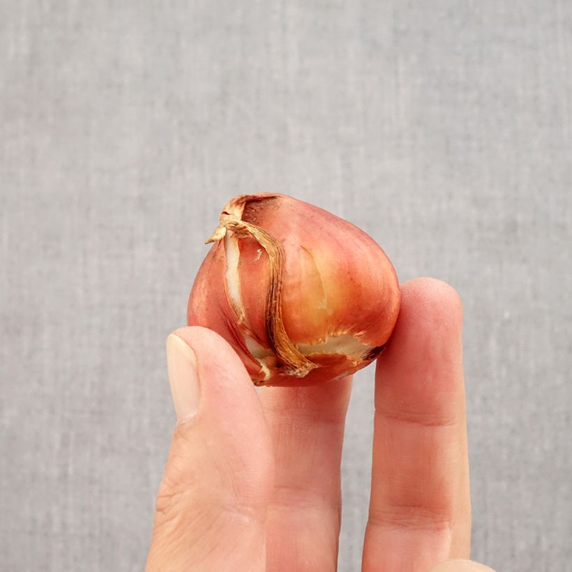 Esemplare di Tulipano La Belle Epoque Bulbo taglia 12 come consegnato in autunno