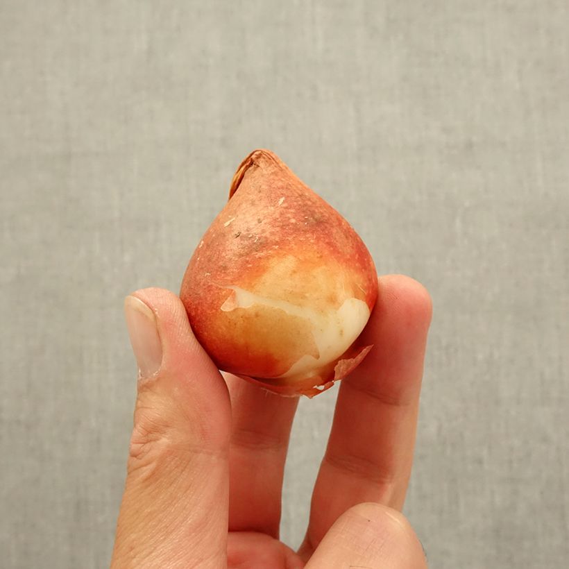 Esemplare di Tulipano Nachwacht Bulbo taglia 11 come consegnato in autunno