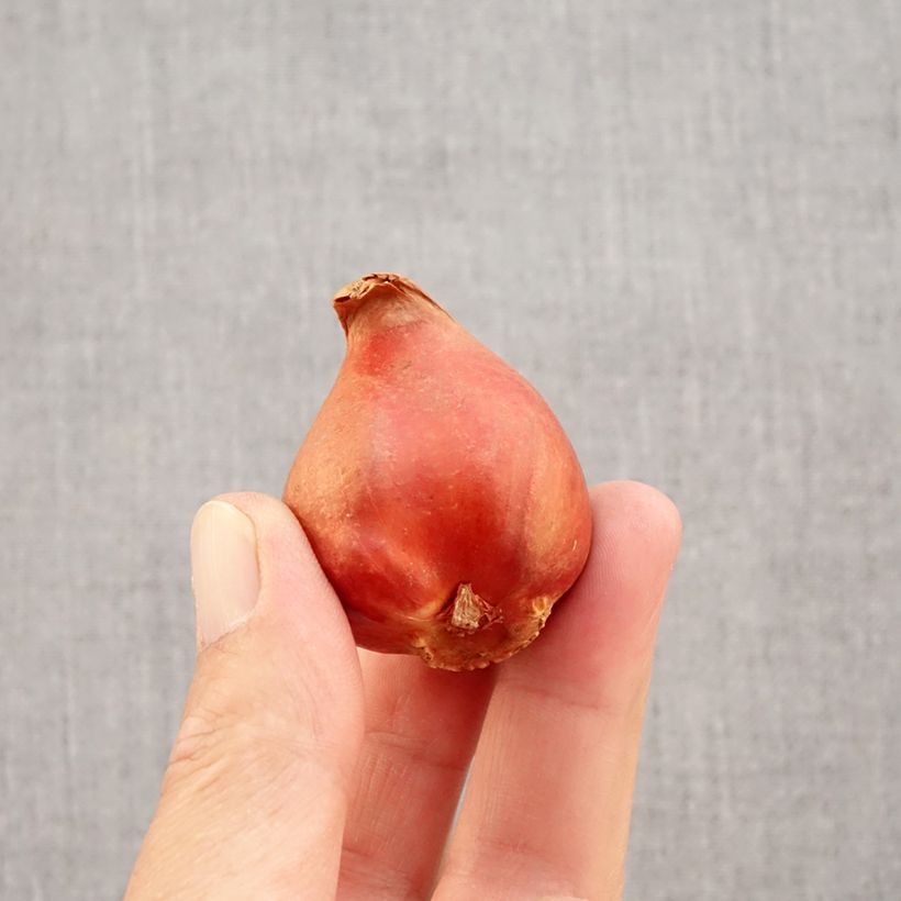 Esemplare di Tulipano Viking Bulbo taglia 11+ come consegnato in autunno