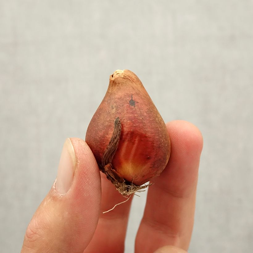 Esemplare di Tulipano Yellow Baby Bulbo taglia 10+ come consegnato in autunno