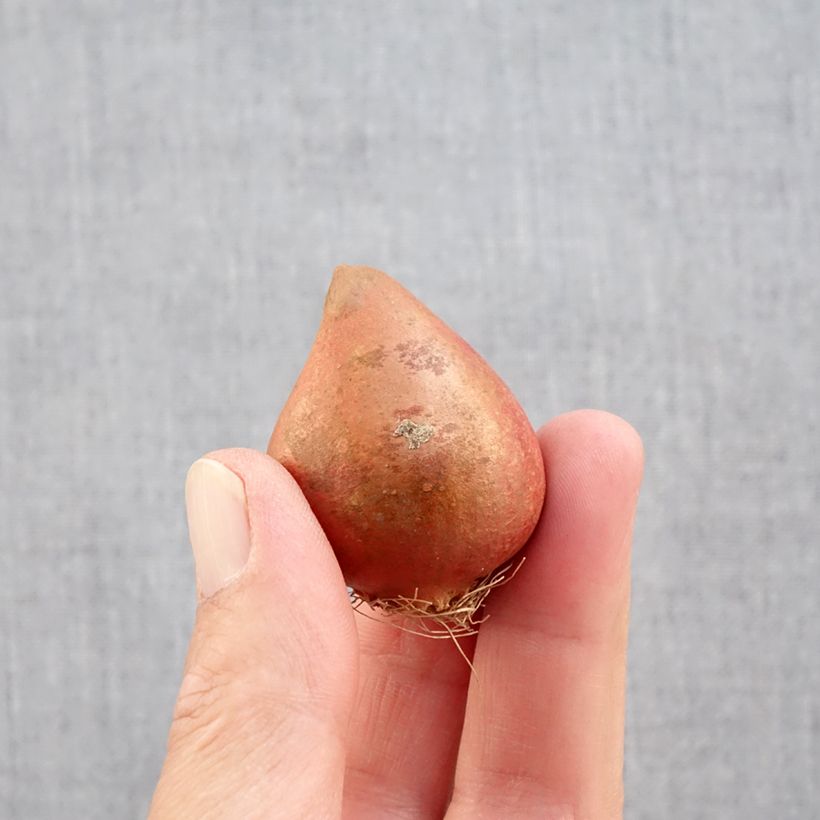 Esemplare di Tulipano Carnaval de Nice Bulbo taglia 11+ come consegnato in autunno