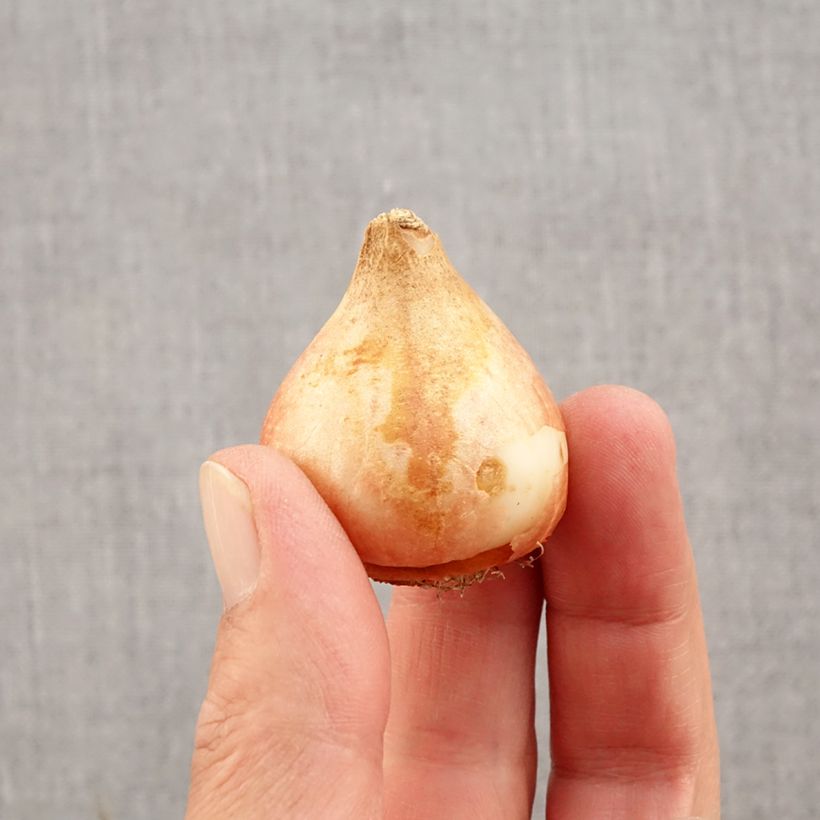 Esemplare di Tulipano Ice Cream Bulbo taglia 11+ come consegnato in autunno