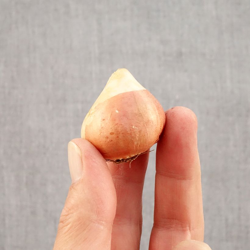 Esemplare di Tulipano Sunset Tropical Bulbo taglia 12 come consegnato in autunno