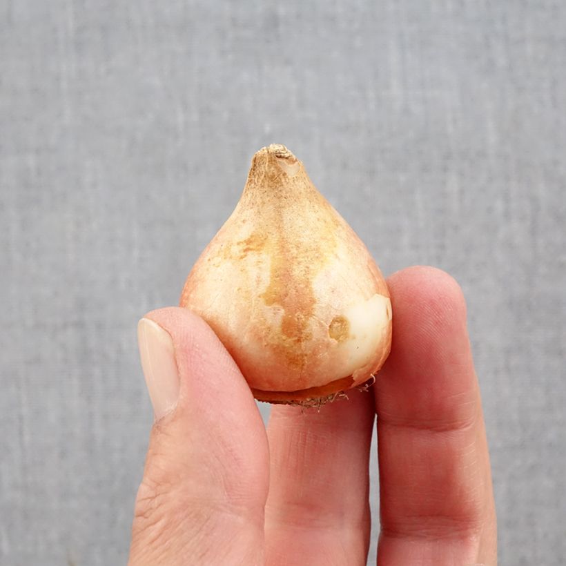 Esemplare di Tulipano Doppio Tardivo Yellow Mountain Bulbo taglia 11+ come consegnato in autunno