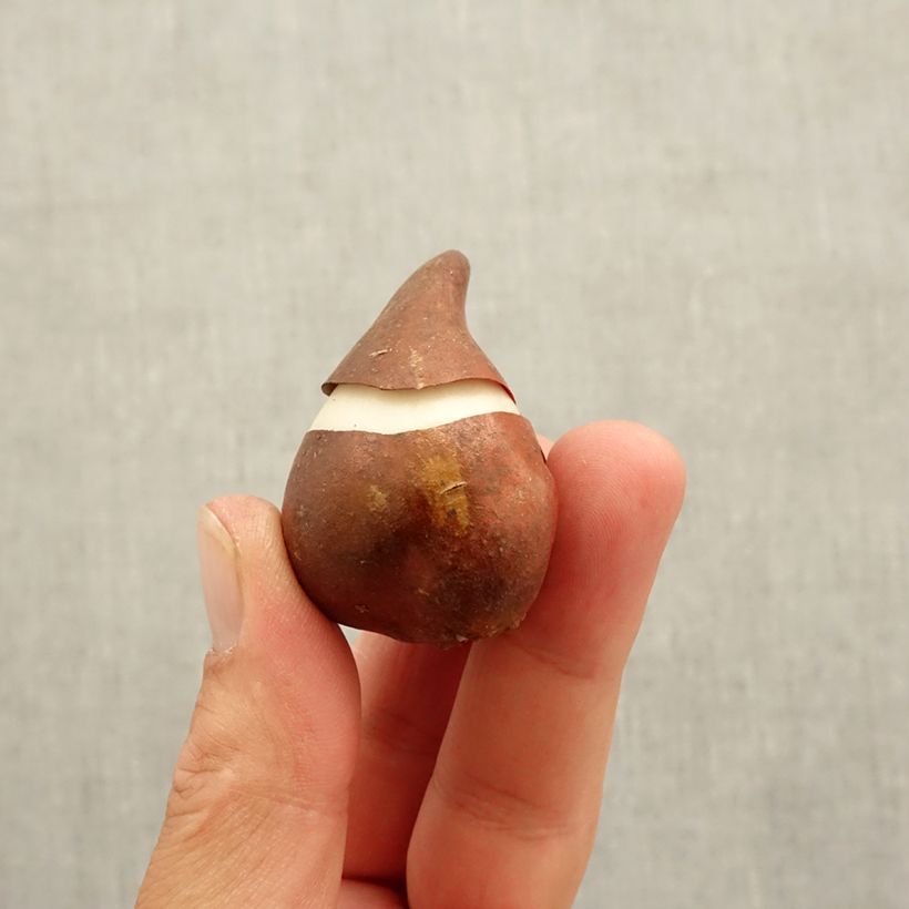 Esemplare di Tulipano Giglio Burgundy Bulbo taglia 10 come consegnato in autunno